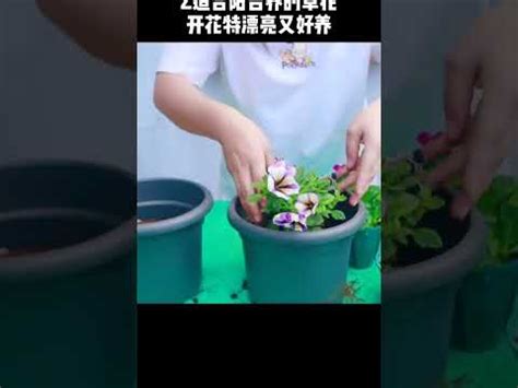 後陽台風水植物|前陽台招財植物大全！15 種適合陽台的植物助你財源。